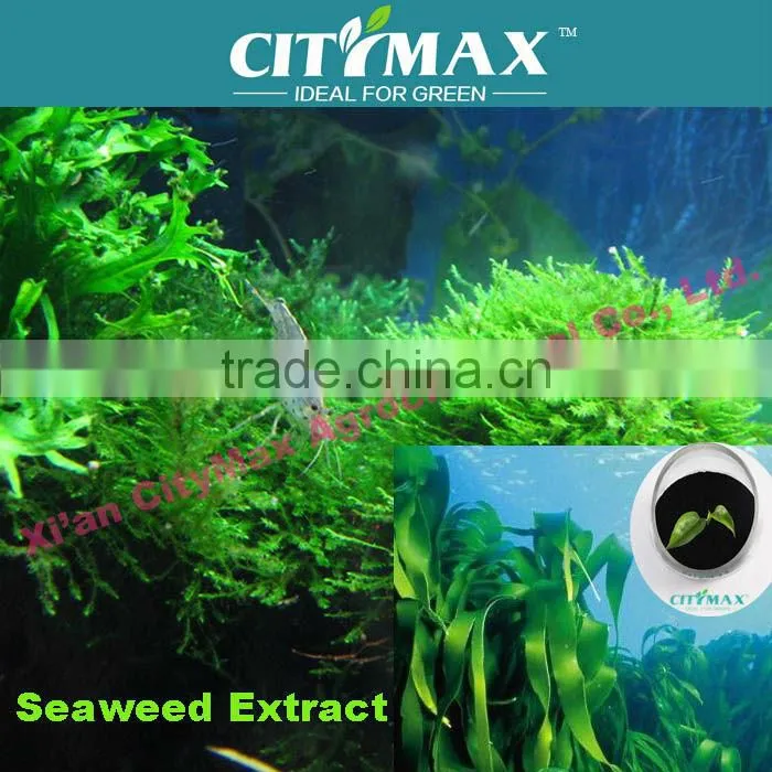 soluble ascophyllum nodosum seaweed