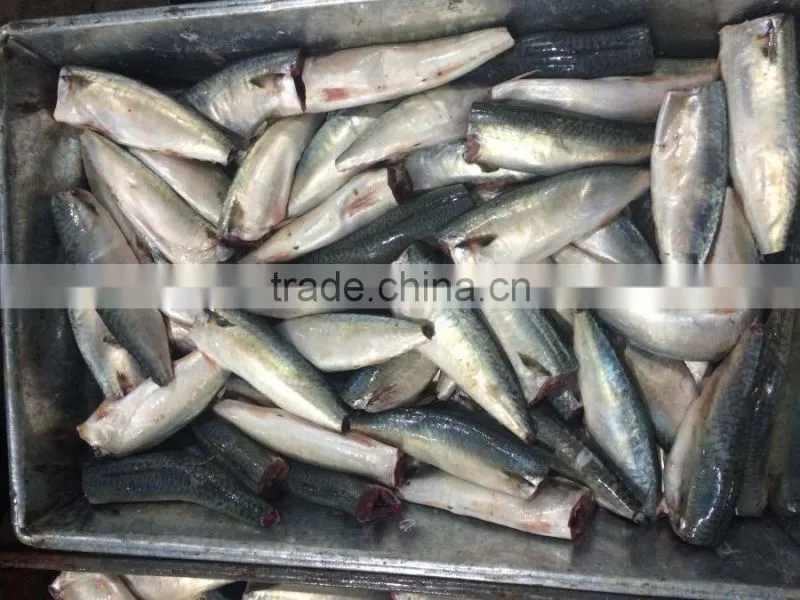 Top grade pacific mackerel HGT 80-100g