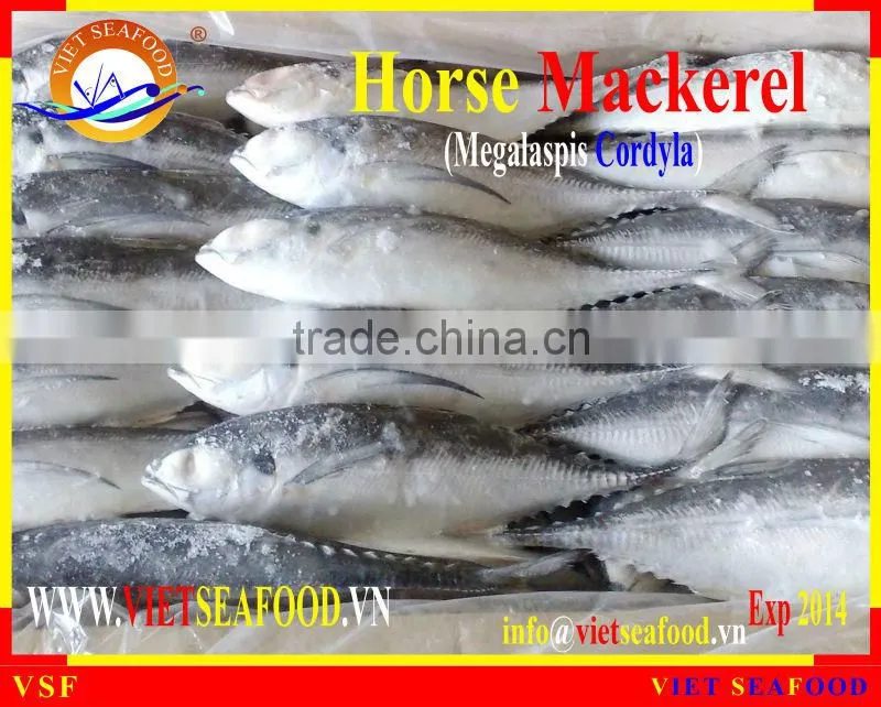 FROZEN W/R HORSE MACKEREL