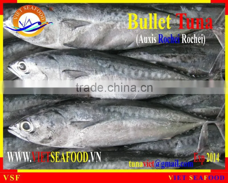 FROZEN BULLET TUNA