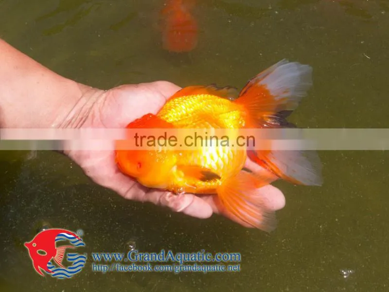 Aquarium Fish Farm
