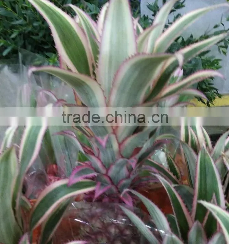 Top quality eucomis comosa fresh cut flowers for mother's day