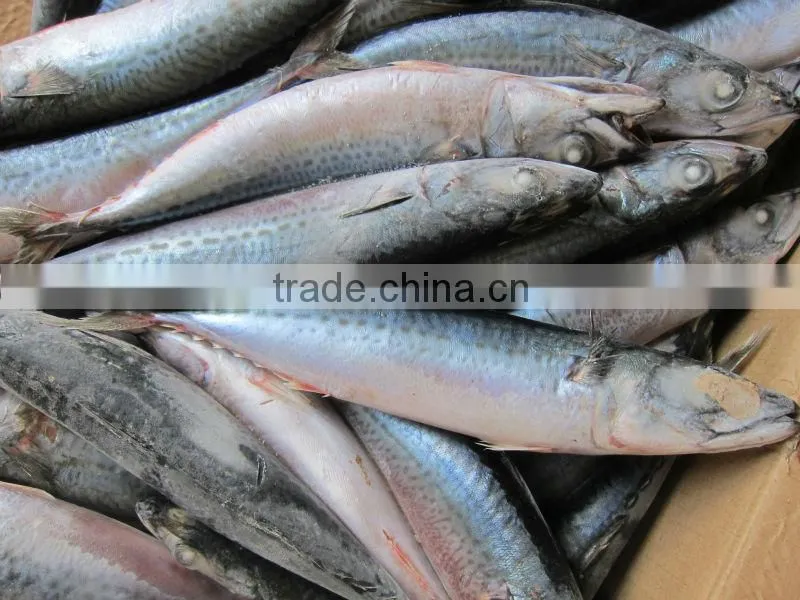 canned mackerel