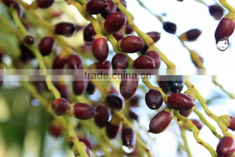 Professional China supplier palm oil extraction machine/ palm kernel shelling machine for sale