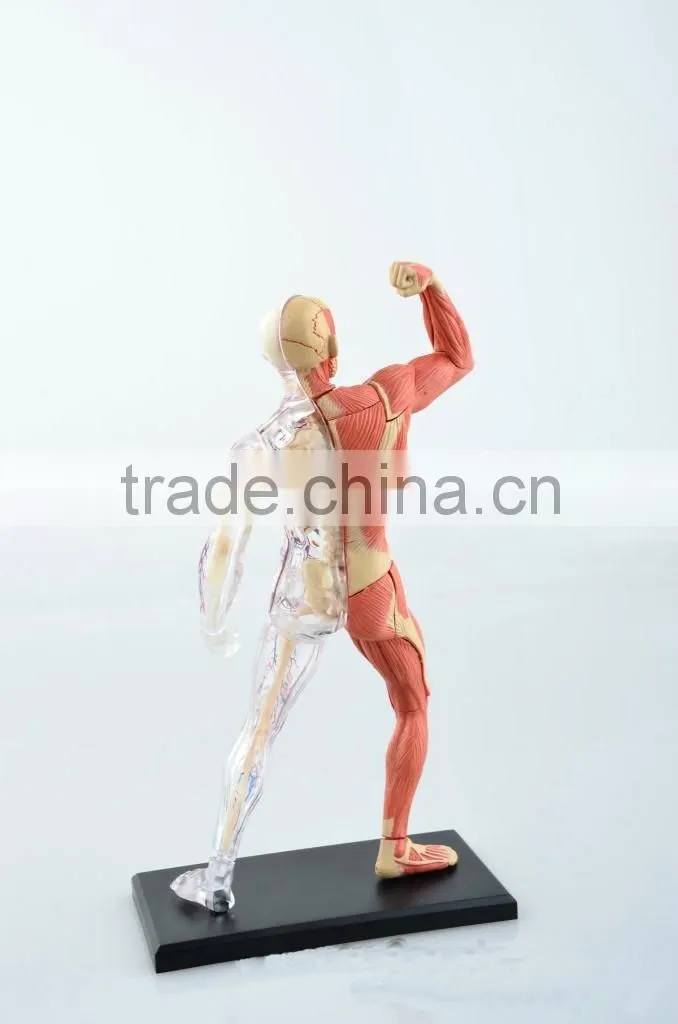 V-HM03 4D MASTER Human tissue model - skeletal muscle and nerve assembly