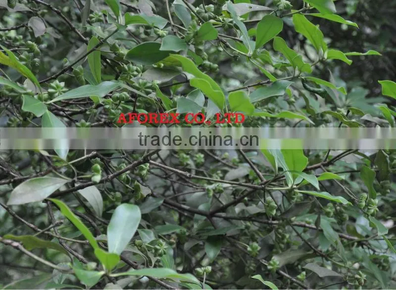 VIET NAM STAR ANISEED GRADE A