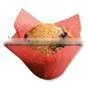 Plain Butterfly Cupcake Wrapper