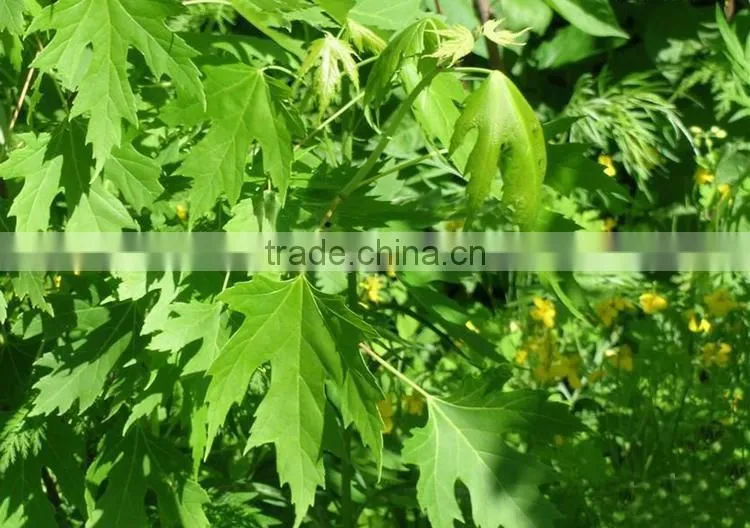 Sugar maple seedling