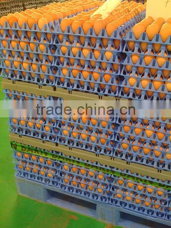 good price commerical transport chicken eggs plastic tray