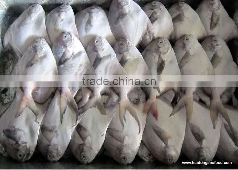 new catching gutted grey pomfret 150-200g