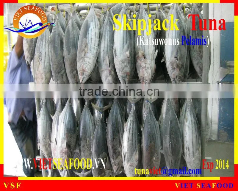 WHOLE ROUND FROZEN SKIPJACK TUNA