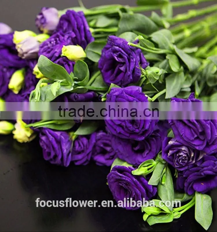 Colorful fresh cut eustoma flowers fresh flowers from China