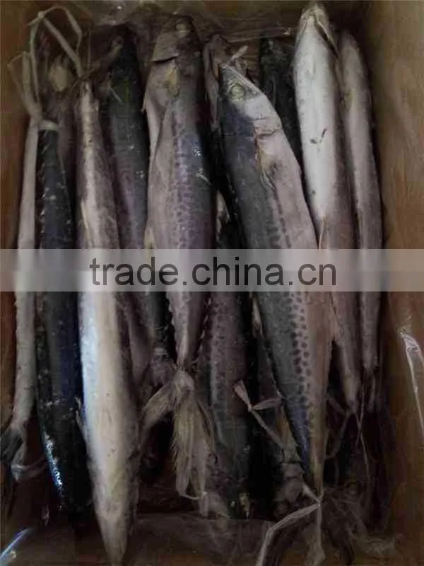 New Coming 500-750g Grade A Frozen Spanish mackerel