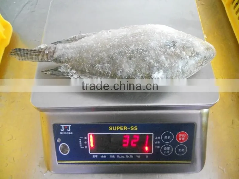 Frozen Tilapia