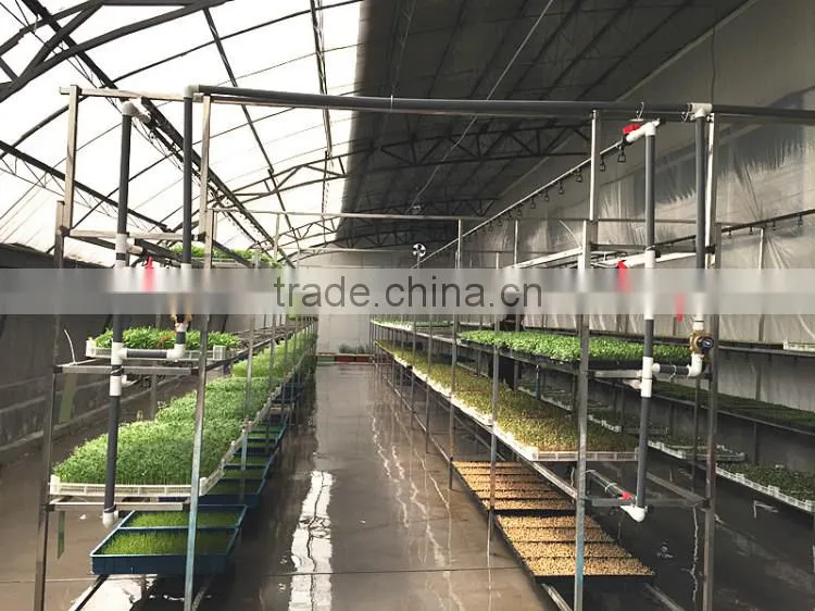 Hot Sale Automatic bean sprout growing machine, Bean Sprouting Machine,Bean Sprout Machine Price