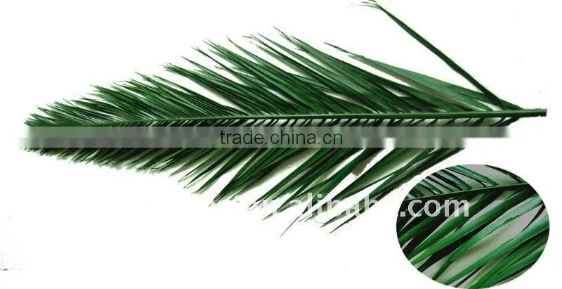 Washingtonia Palm tree