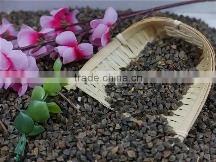 2016 new crop High Quality raw Buckwheat price