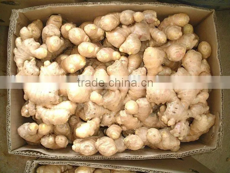 Hot!!! Low Price Ginger Root