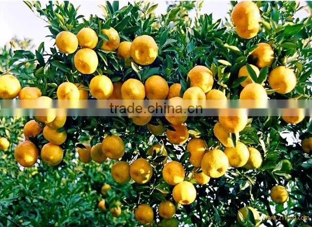 Honey Mandarin Orange /sweet small orange