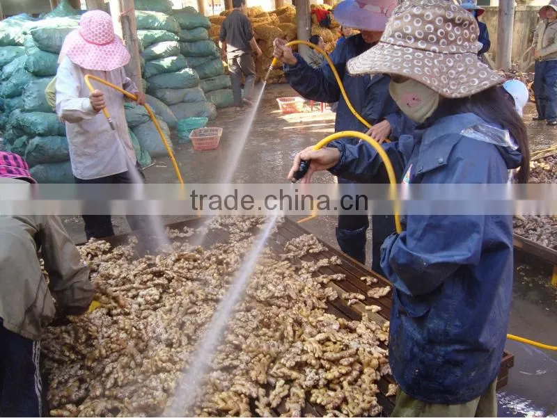 VIETNAMESE FRESH GINGER NEW CROP 2014