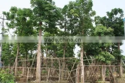 Big size Bischofia polycarpa tree seedling from China