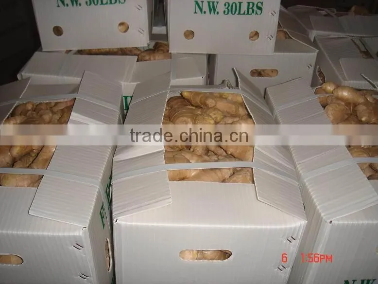 China organic fresh ginger suppliers