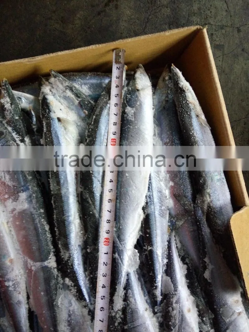 pacific saury fish whole round