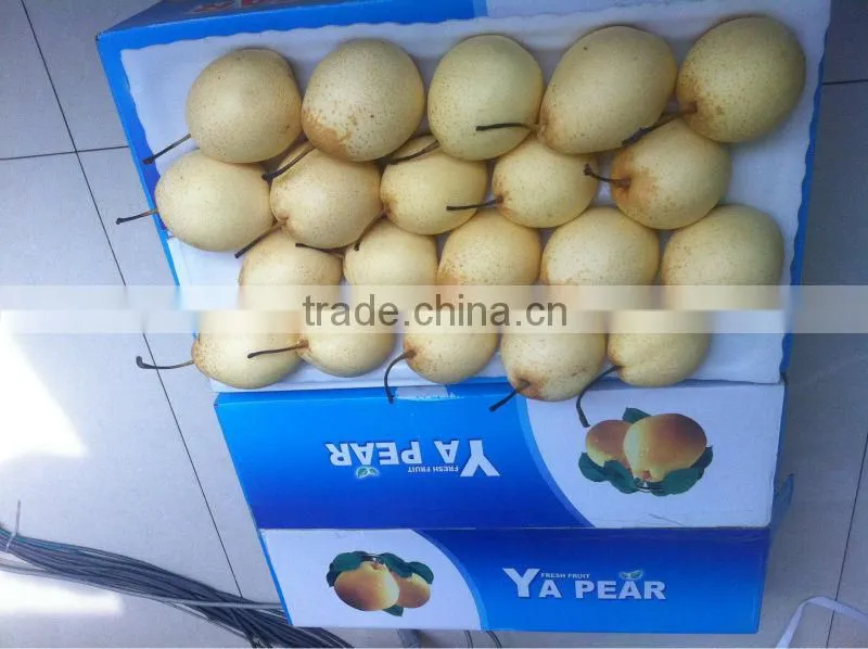 Ya pear New crop fresh pear wholsale
