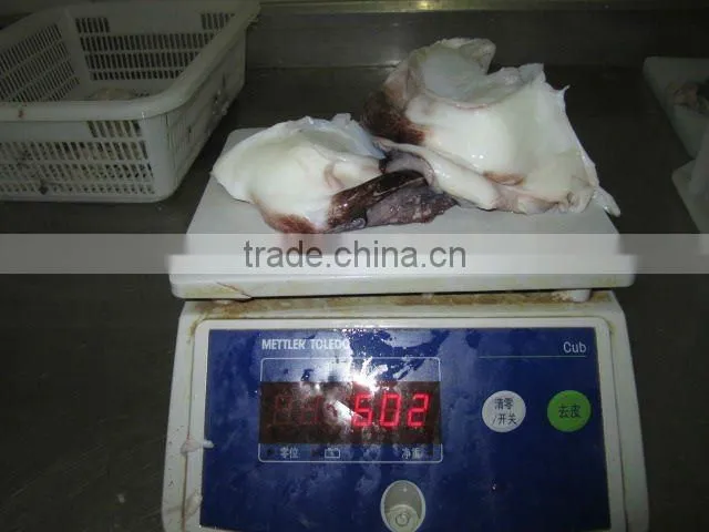 giant frozen squid neck