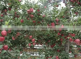 Huaniu apple/Red mature huaniu apple factory