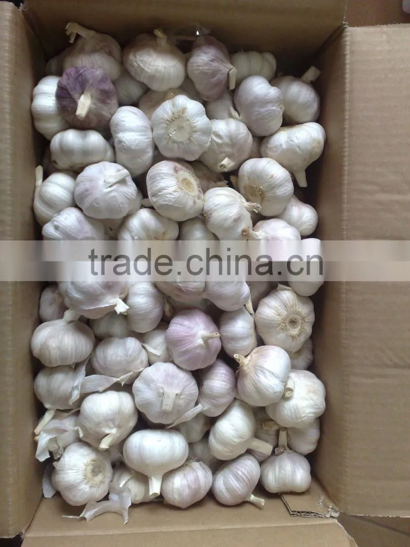 WHITE GARLIC (SKYPE: VISIMEX10)