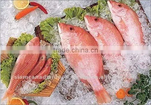 Sea Water Fresh Frozen Fish