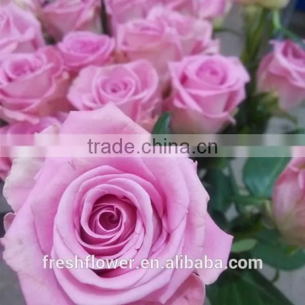 wholesale fresh rose flower of long stem flowers fresh cut flowers