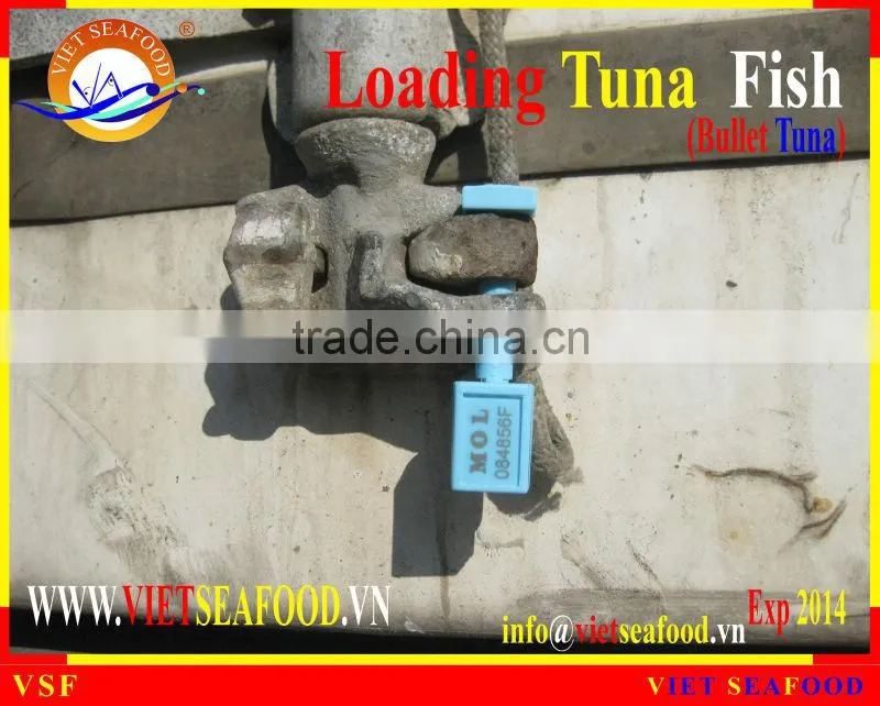 LOADING WHOLE ROUND BULLET TUNA