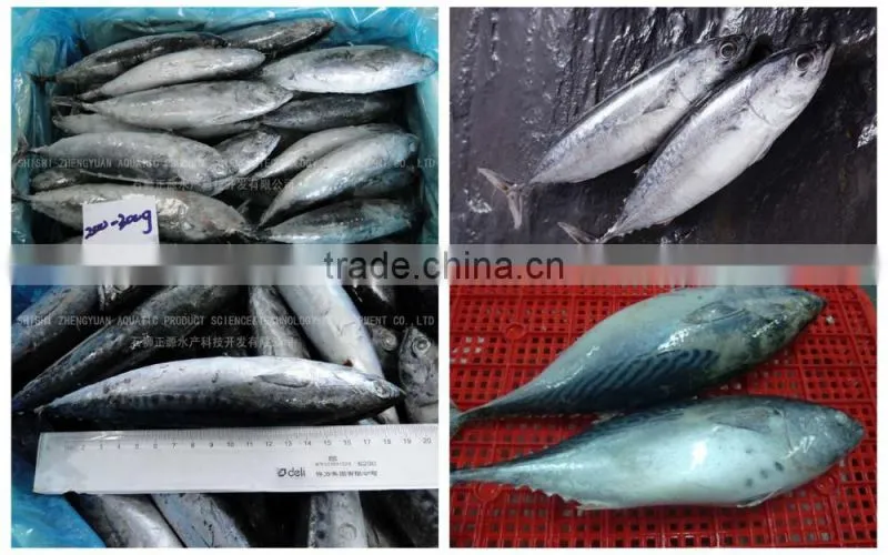 Frozen Fresh Bonito 750g up