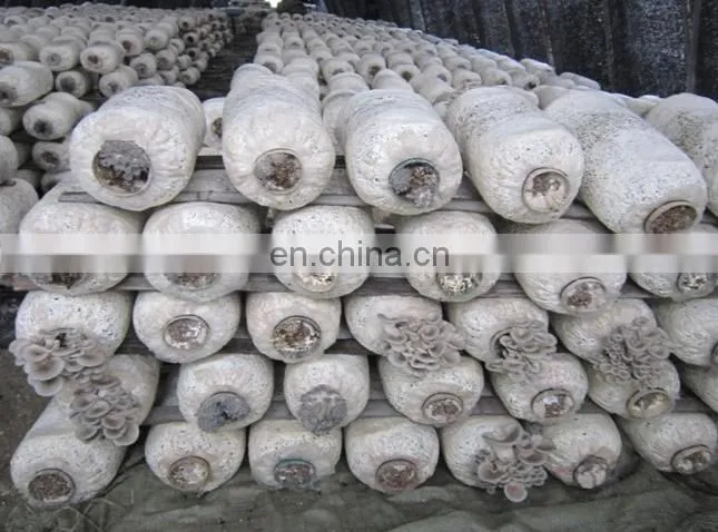 See larger image Factory price Automatic Fungus Mushroom growing bag filling machine