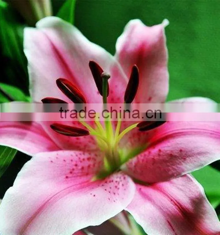 Love theme sorbonne crazy selling lilies flower from china