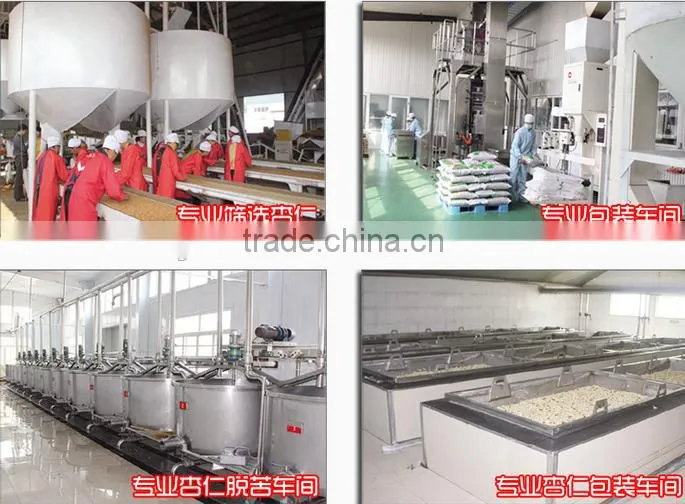 Good quality organic apricot kernel