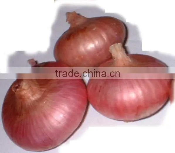 Special container/Reefer/Reefer container/container/transportation to South America