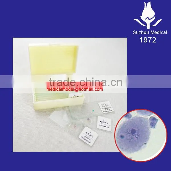 Meiosis microscope slides