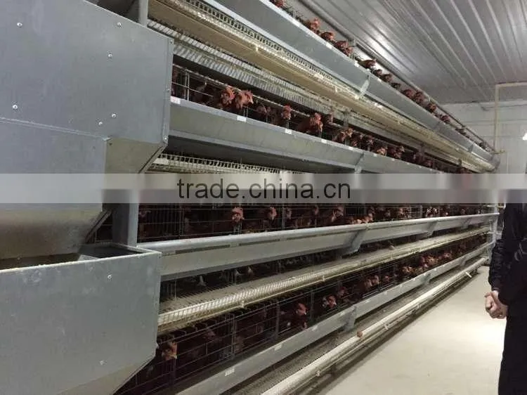 chicken farming equipment
