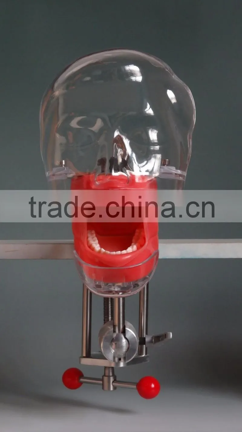Best Selling Simple Head Model for Dental Class high quality Simple cheap surgical training model for dentistry students