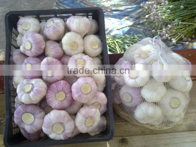 FRESH NORMAL WHITE GARLIC EXPORT 4.5 CM , EGYPT.