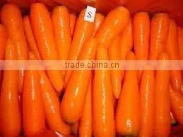 HOT HOT !!(XIAMEN)FARMLAND VEGETABLE OF CARROT IN CHINA