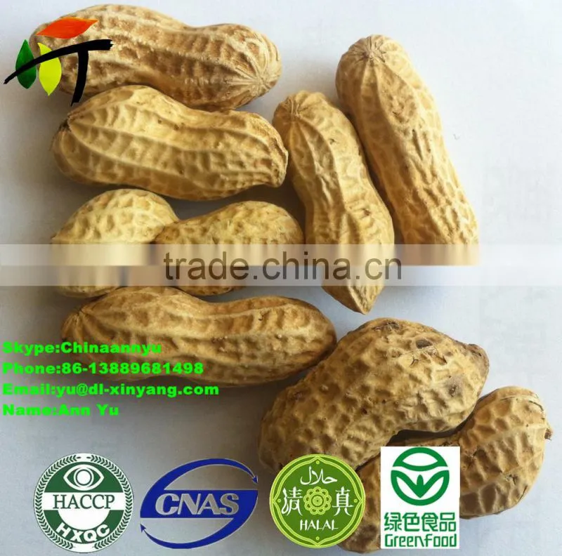 good salted roasted peanut in shell