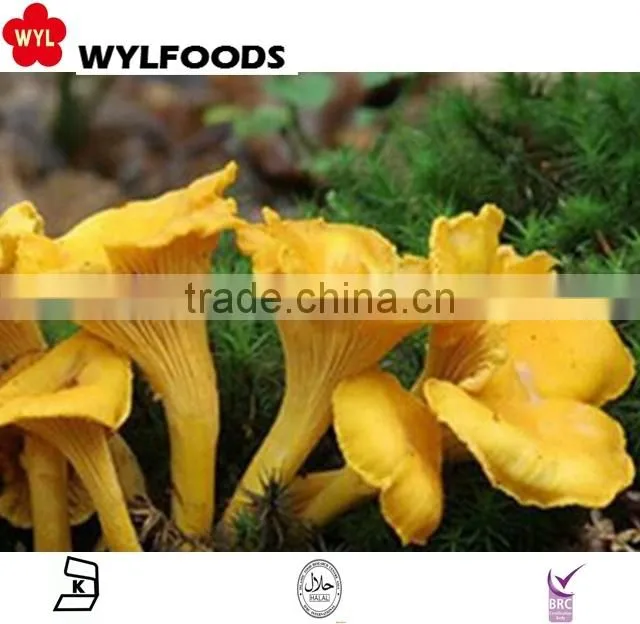 2015 new product China mushroom frozen chanterelles mushroom