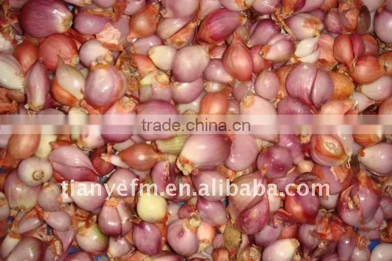 Factory wholesale Garlic Processing machine (video)