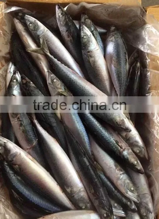 Delicious Bag Pack Frozen Sea Food Pacific Mackerel Fish
