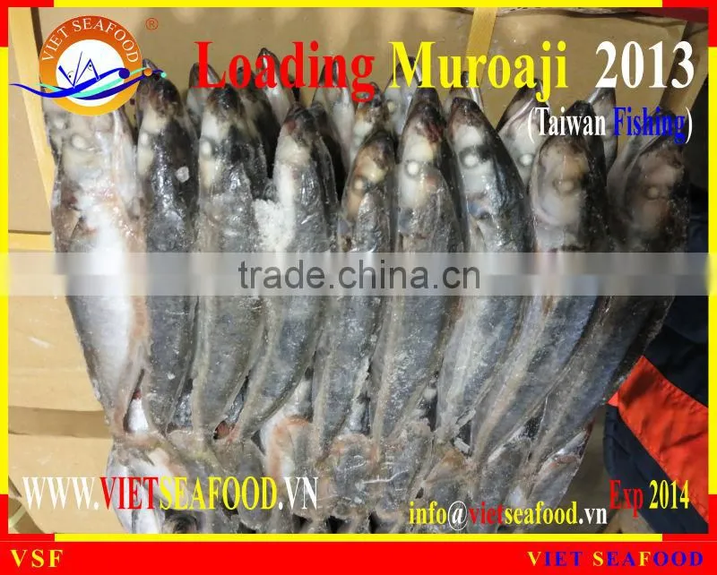 LOADING MUROAJI FOR TUNA BAIT
