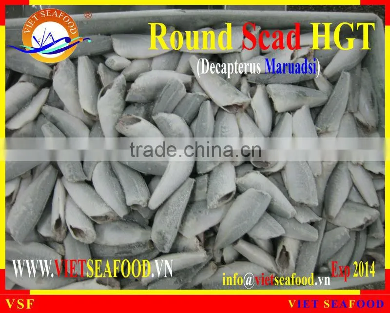 HGT FROZEN ROUND SCAD